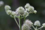 Yuccaleaf eryngo <BR>Northern rattlesnake master